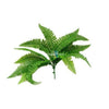 Image of Fern Stem