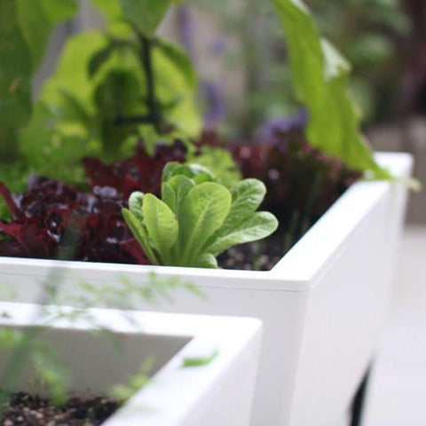 Glowpear Urban Garden Self Watering Planter Box