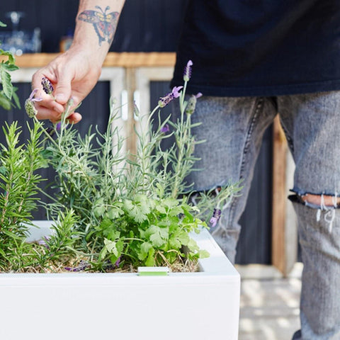 Glowpear Urban Garden Self Watering Planter Box