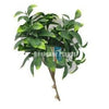 Image of Jasmine Stem