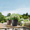 Image of Lechuza Classico Colour 28 Self Watering Pot - 28cm