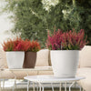 Image of Lechuza Classico Colour 35cm Self Watering Pot - 35cm