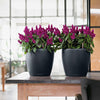 Image of Lechuza Classico Colour 35cm Self Watering Pot - 35cm