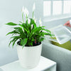 Image of Lechuza Classico Colour 43 Self Watering Pot - 43cm