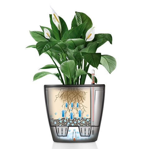 Lechuza Classico LS 21 Self Watering Pot - 21cm