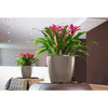 Image of Lechuza Classico LS 21 Self Watering Pot - 21cm