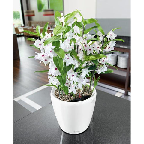 Lechuza Classico LS 21 Self Watering Pot - 21cm