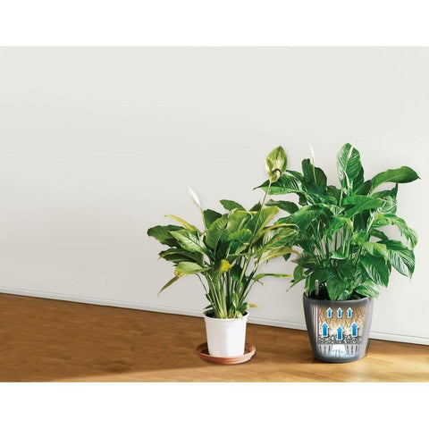 Lechuza Classico LS 35 Self Watering Pot - 35cm