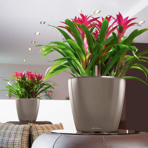Lechuza Classico LS 35 Self Watering Pot - 35cm