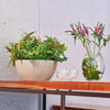 Image of Lechuza Cubeto 30 Self Watering Pot - 30cm
