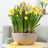 Image of Lechuza Cubeto 30 Self Watering Pot - 30cm