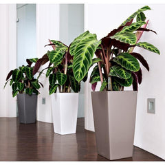Lechuza Cubico 22 Self Watering Pot - 22cm