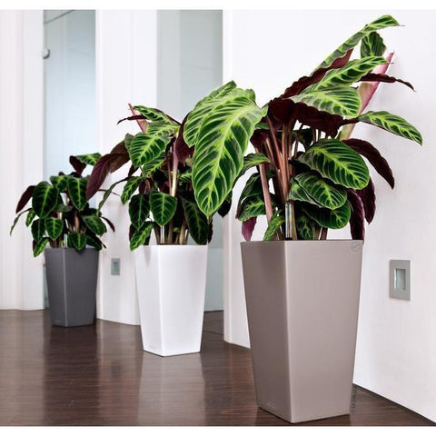 Lechuza Cubico 22 Self Watering Pot - 22cm