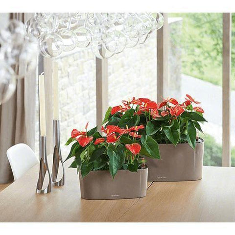 Lechuza Delta 20 Self Watering Table Planter