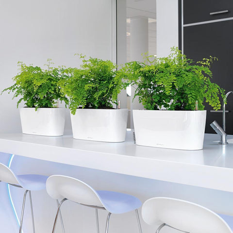 Lechuza Delta 20 Self Watering Table Planter