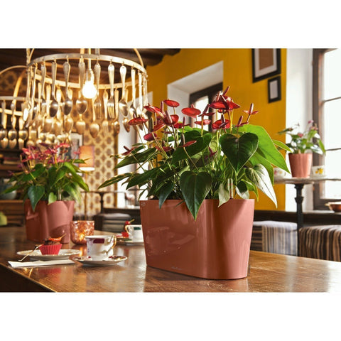 Lechuza Delta 20 Self Watering Table Planter