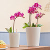 Image of Lechuza Deltini Self Watering Pot