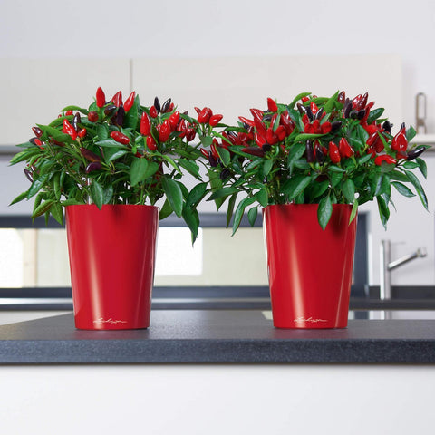 Lechuza Deltini Self Watering Pot