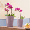 Image of Lechuza Deltini Self Watering Pot