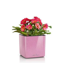 Lechuza Glossy CUBE Kiss 14