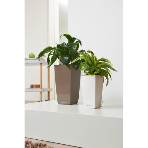 Lechuza Maxi Cubi Self Watering Pot