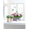 Image of Lechuza Mini Deltini Self Watering Pot