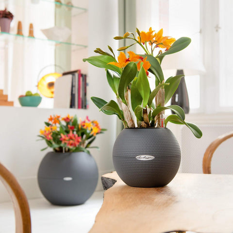 Lechuza Puro 20 Diameter Self Watering Pot - 20cm