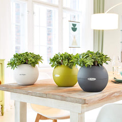 Lechuza Puro 20 Diameter Self Watering Pot - 20cm
