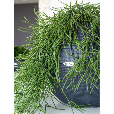 Lechuza Puro 50 Self Watering Pot - 50cm