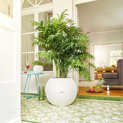 Lechuza Puro 50 Self Watering Pot - 50cm
