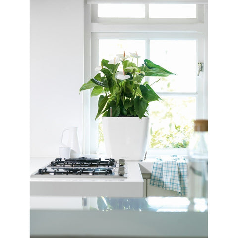 Lechuza Quadro LS 21 Self Watering Pot - 21cm