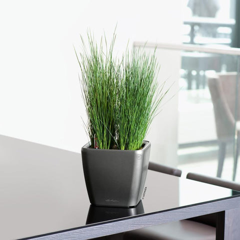 Lechuza Quadro LS 28 Self Watering Pot - 28cm