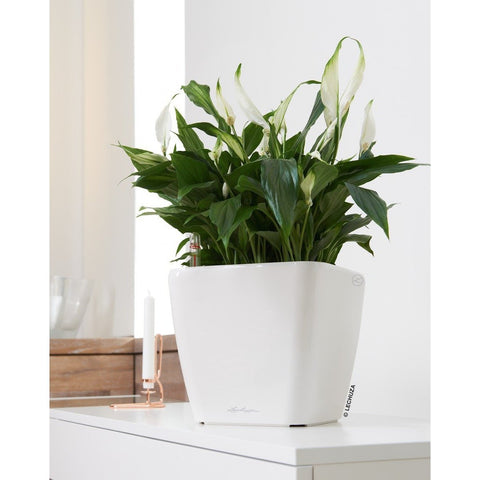 Lechuza Quadro LS 28 Self Watering Pot - 28cm