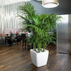 Image of Lechuza Quadro LS 43 Self Watering Pot - 43cm