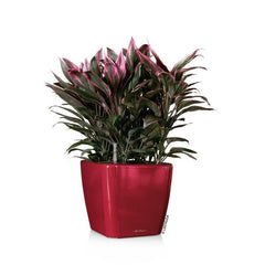 Lechuza Quadro LS 43 Self Watering Pot - 43cm