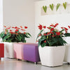 Image of Lechuza Quadro LS 50 Self Watering Pot - 50cm