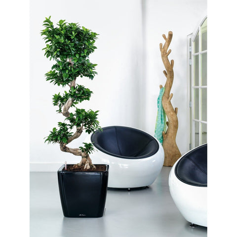 Lechuza Quadro LS 50 Self Watering Pot - 50cm