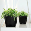 Image of Lechuza Quadro LS 50 Self Watering Pot - 50cm
