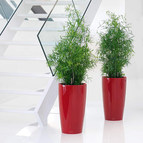 Lechuza Rondo 32 Self Watering Pot - 32cm