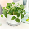 Image of Lechuza YULA Planter