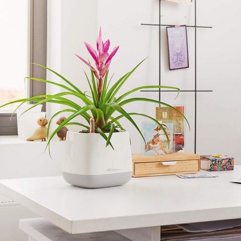 Lechuza YULA Planter
