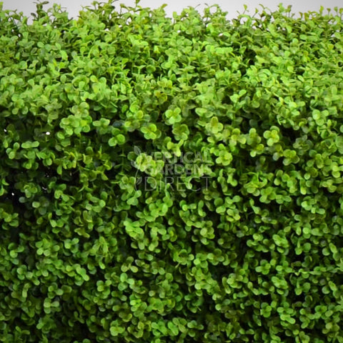 Portable Artificial Buxus Hedge 75cm x 75cm x 25cm UV Stabilised