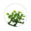 Image of Portable Artificial Buxus Hedge 75cm x 75cm x 25cm UV Stabilised